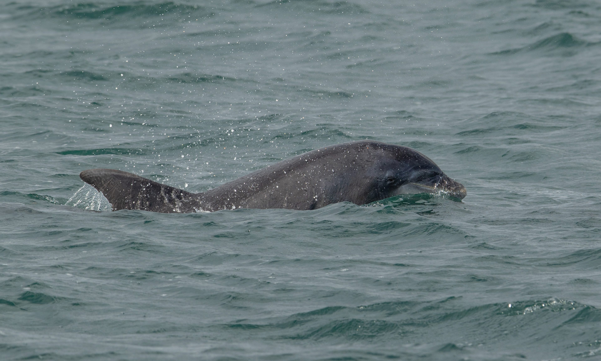 Bottlenose dolphin