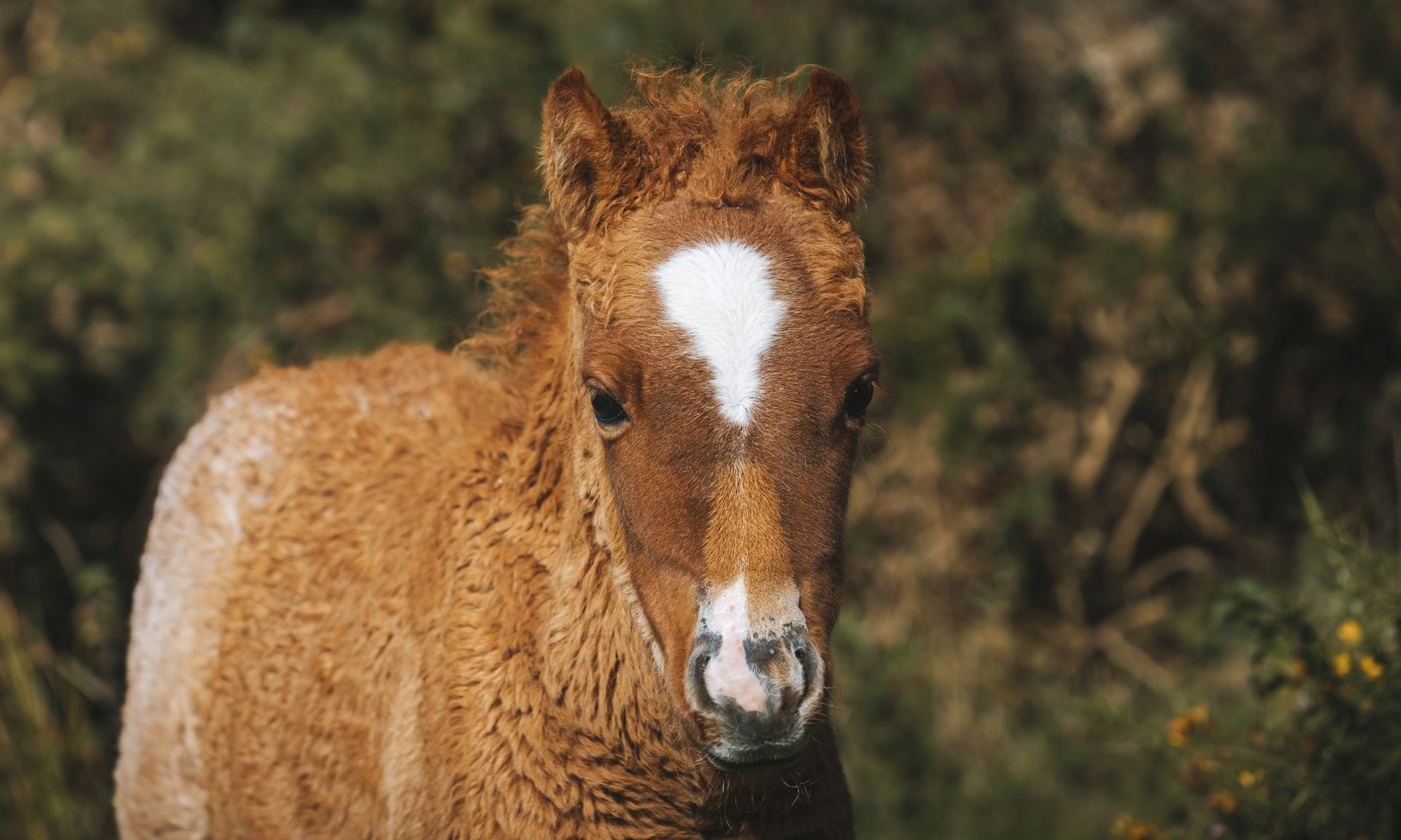 Wild foal on the carneddau