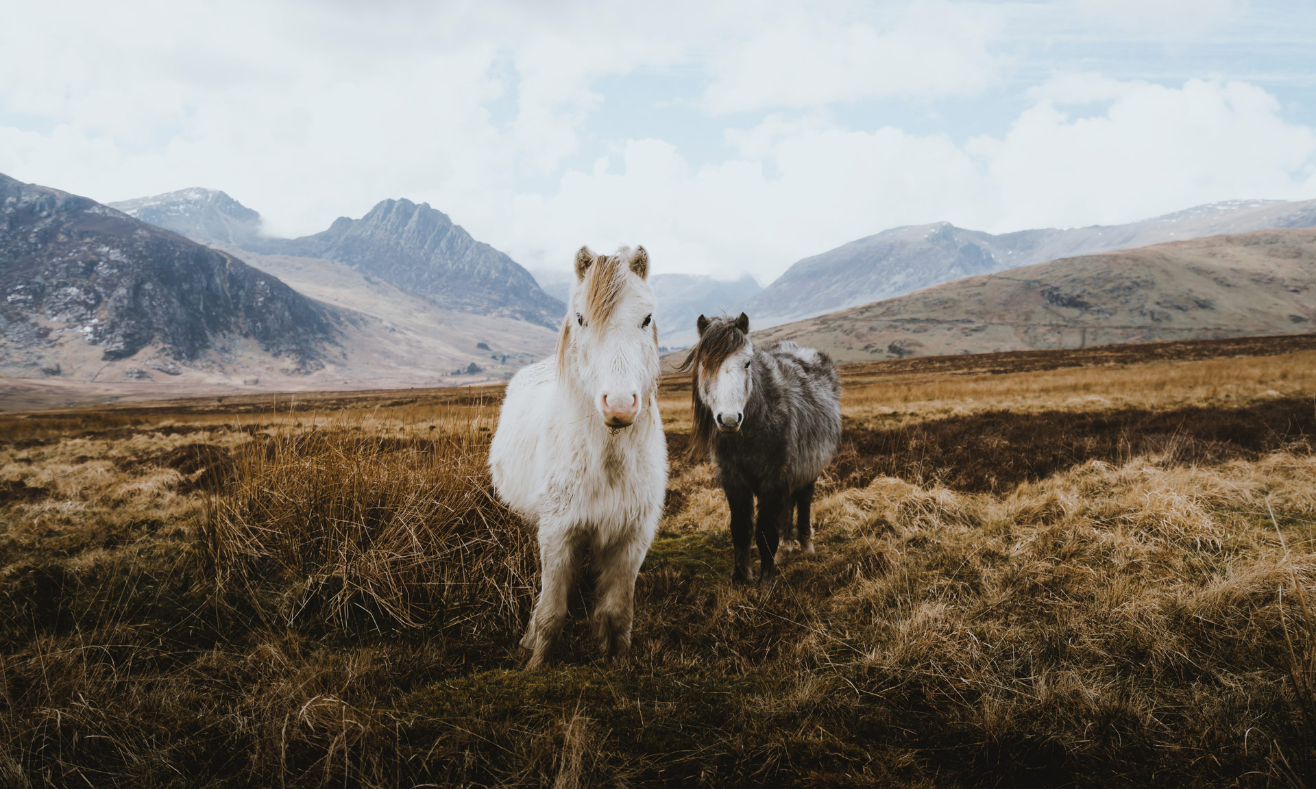 Wild ponies on the Carneddau