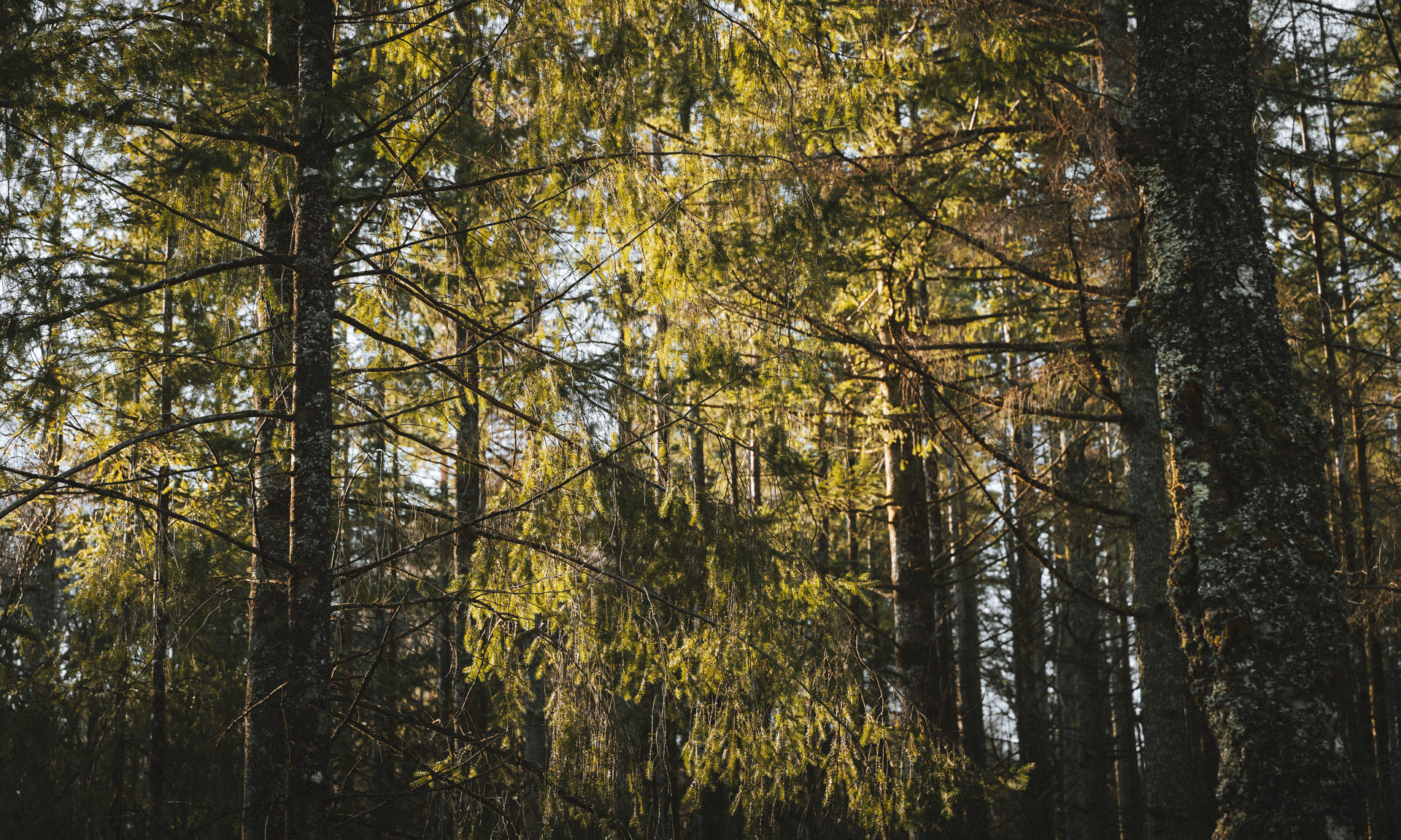 Trees at Felenrhyd and Llennyrch woods fill the frame on an autumn day