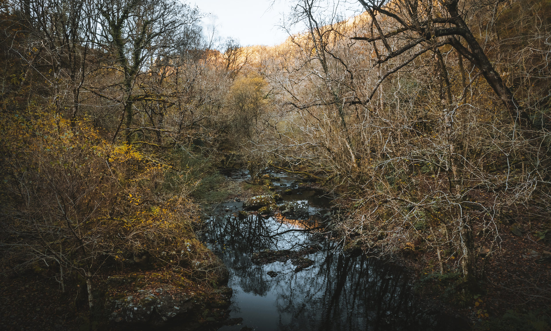 Felenrhyd and Llennyrch woods