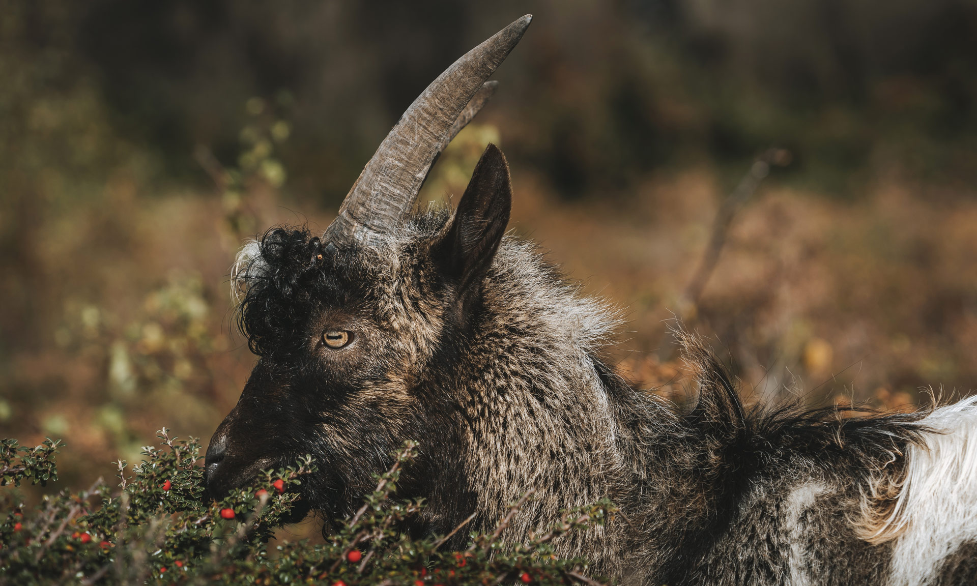 Wild goat picks on berries