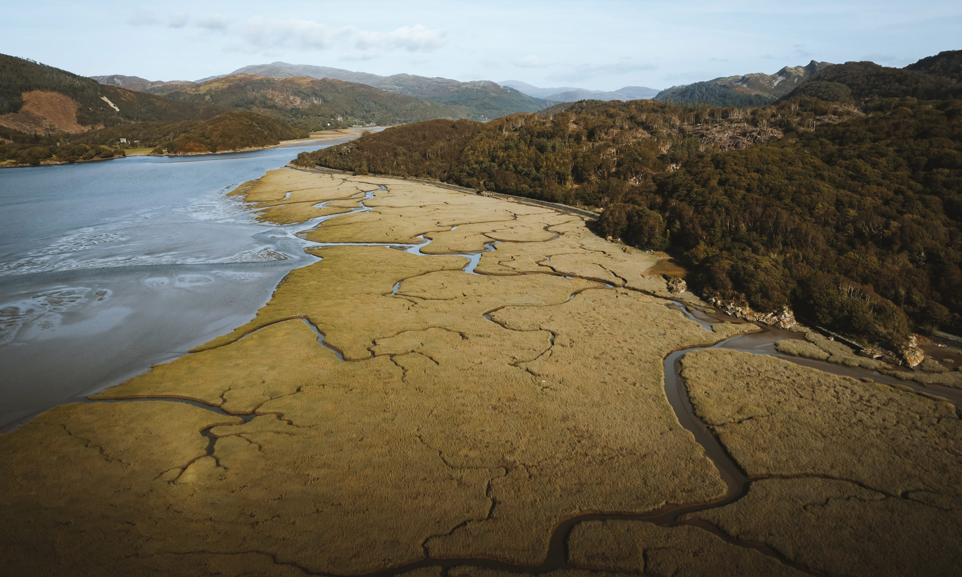 Abergwynant Woods, Mawddach Estuary