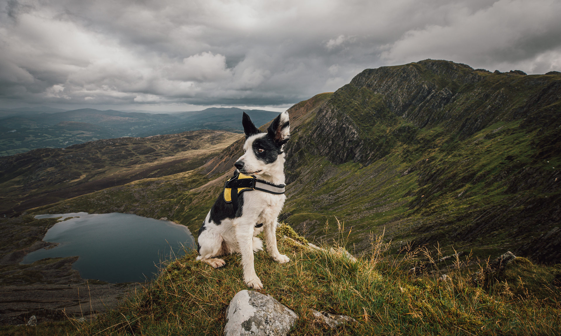 Black and white dog on Cader Idris peak looking in the distance, with Cader Idris in the background