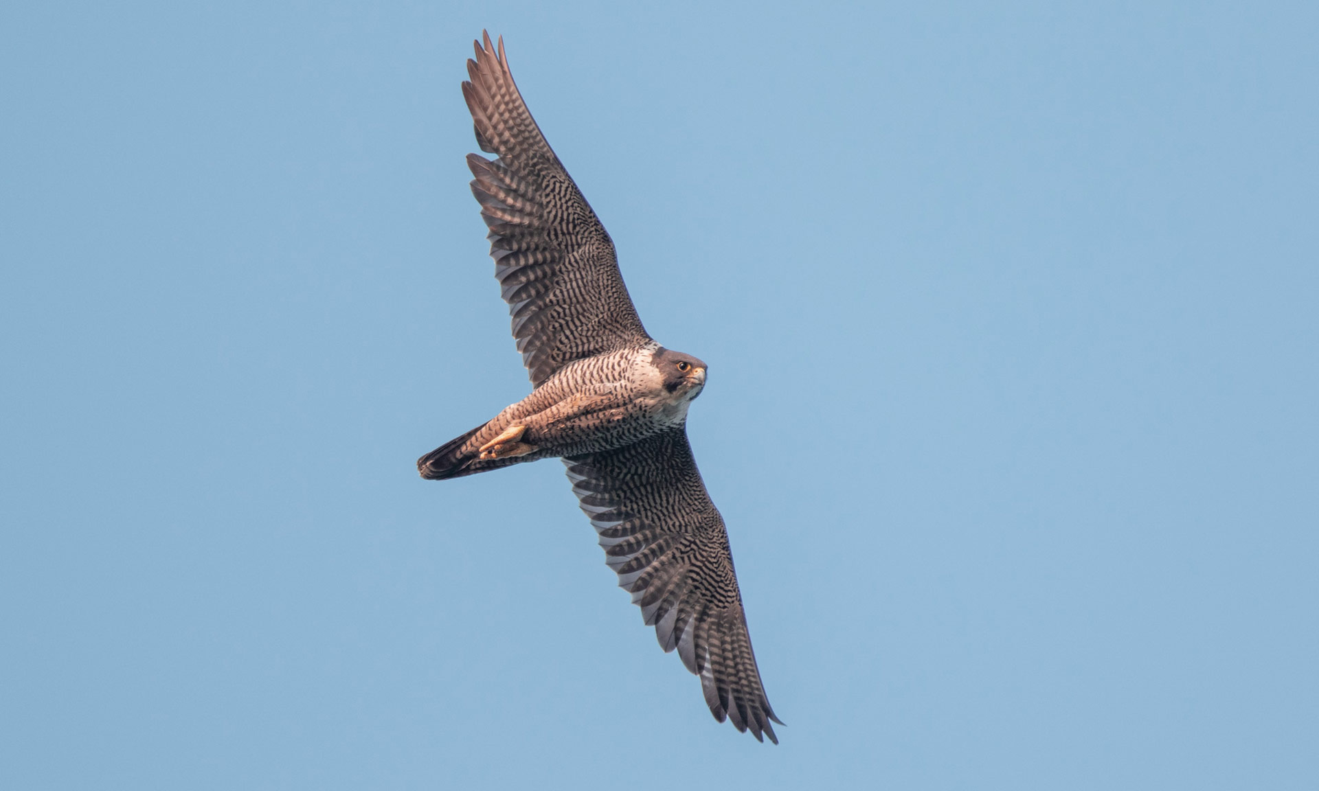 Peregrine Falcon in flight