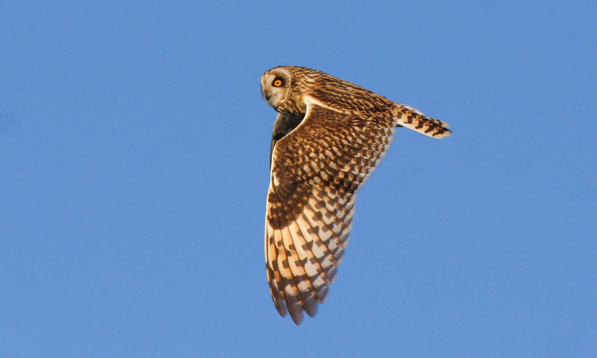 Short-eared owl in flight