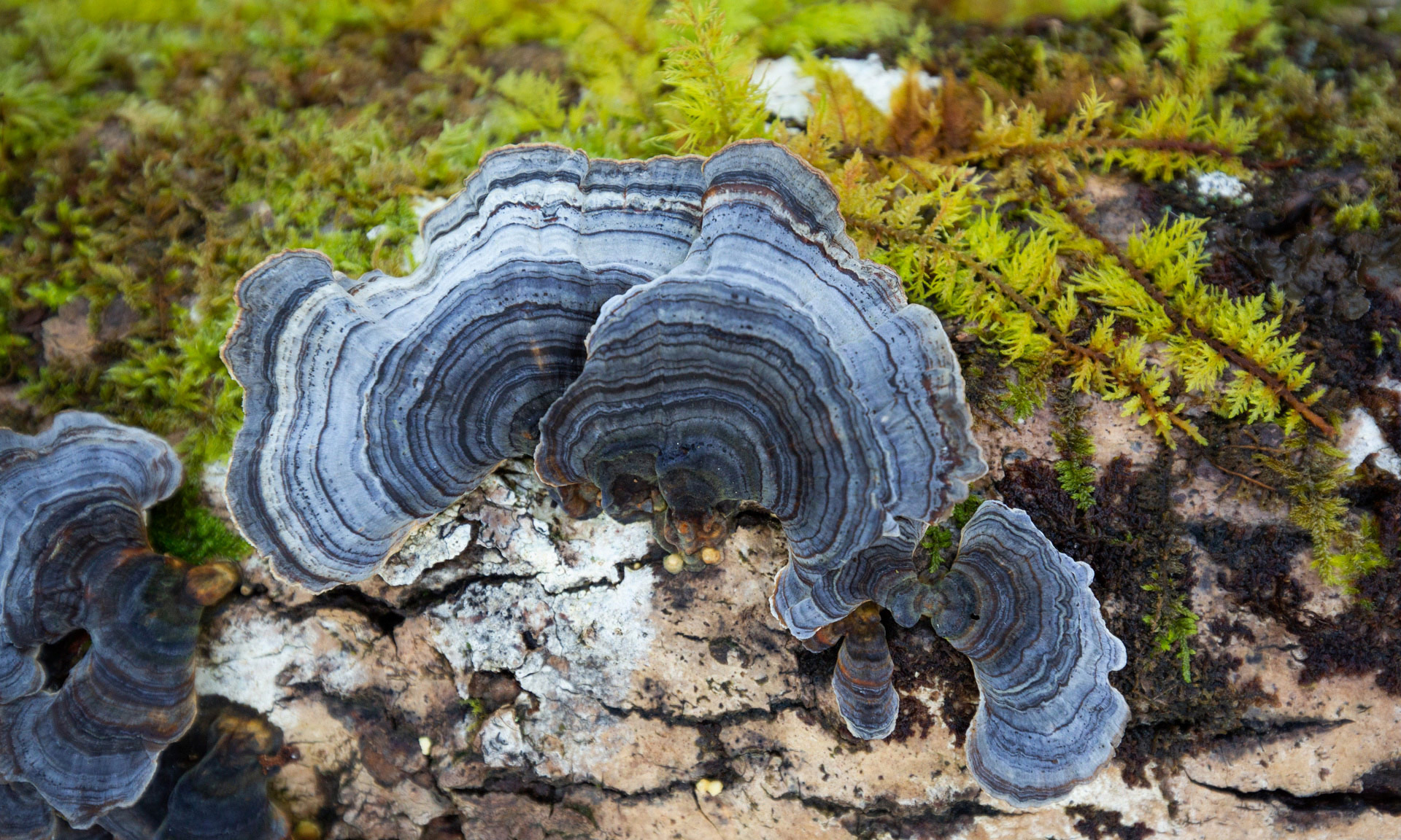 Turkeytail fungus growing on tree