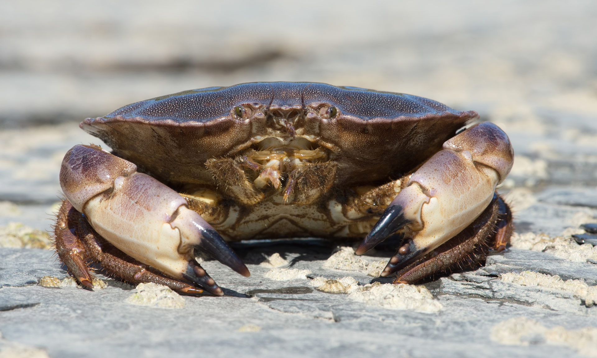 Brown crab on barnacle covered rock