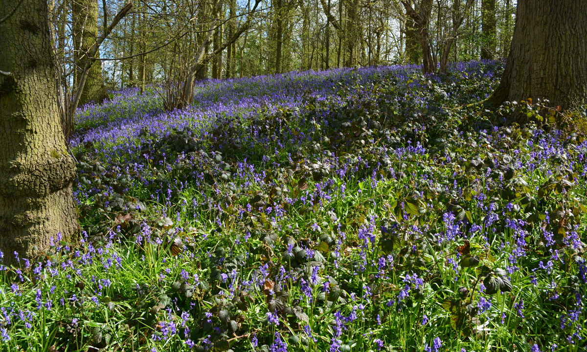 Bluebells in woodland