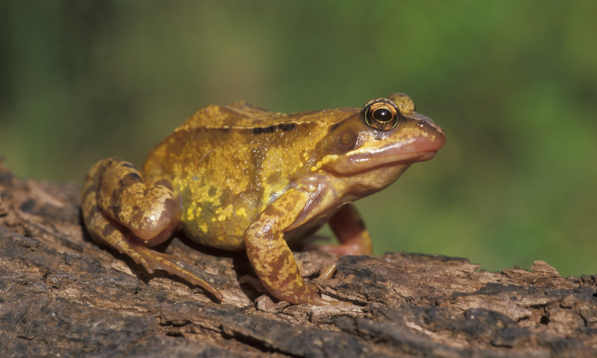 Common frog rests on tree branch