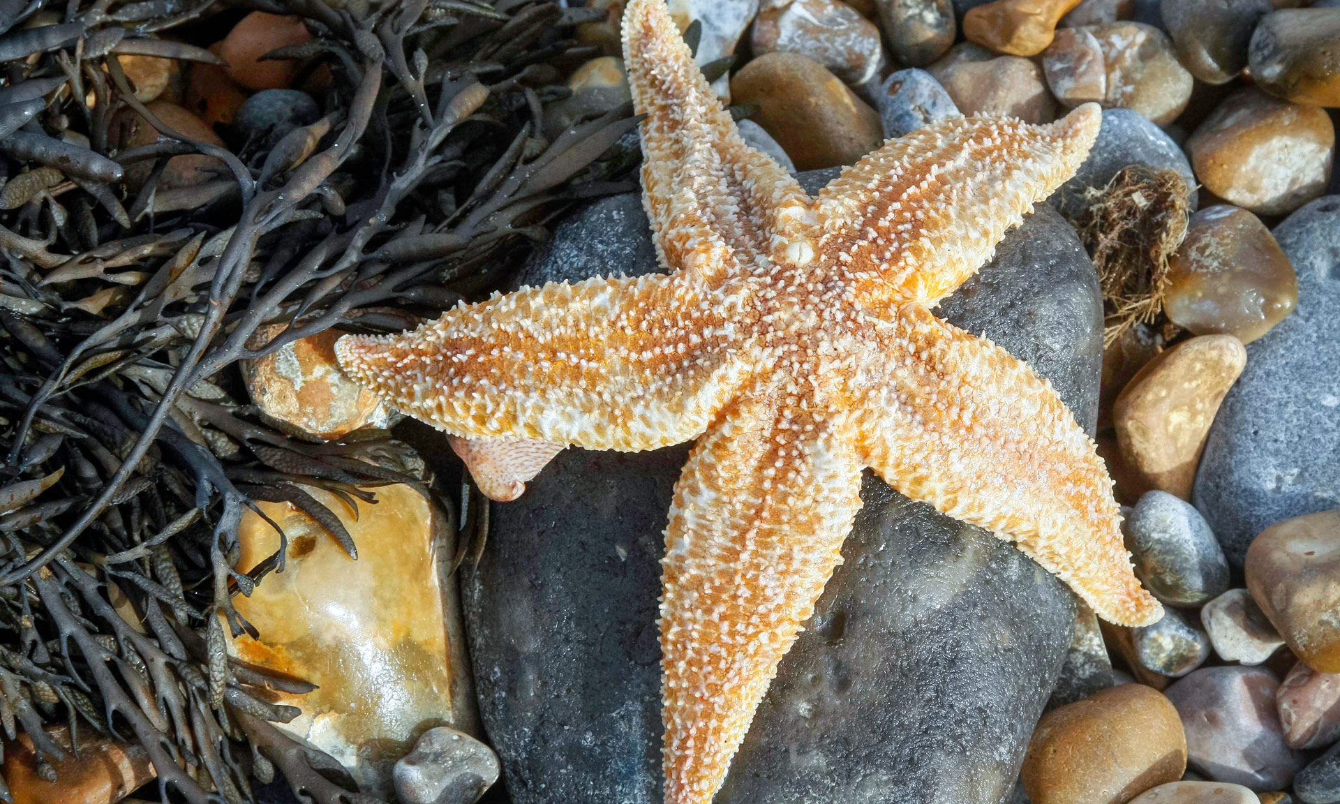 Common starfish