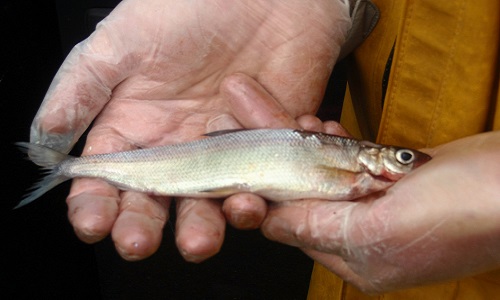 A small 'gwyniad' in the hands of