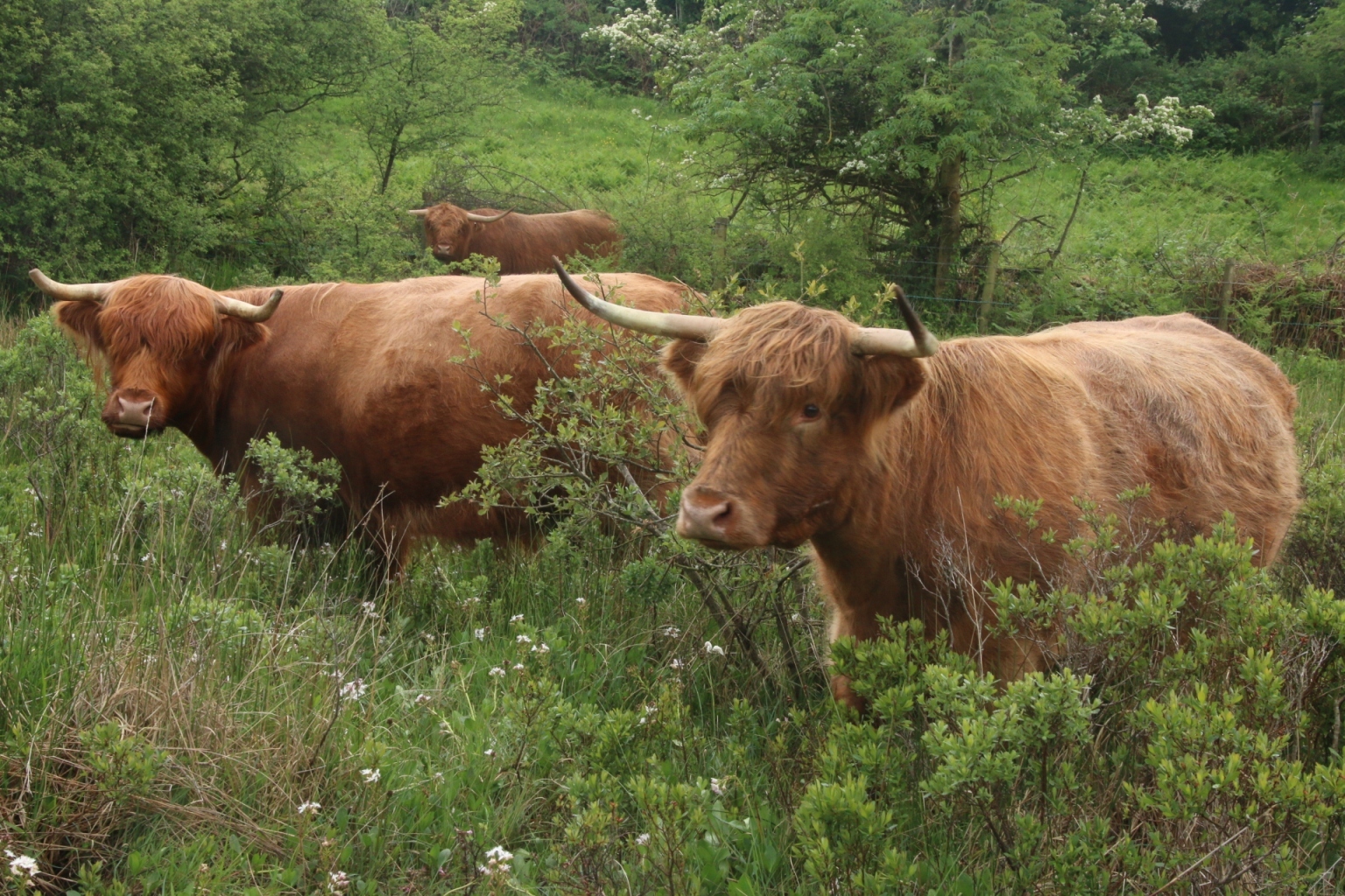 Highland cows grazing