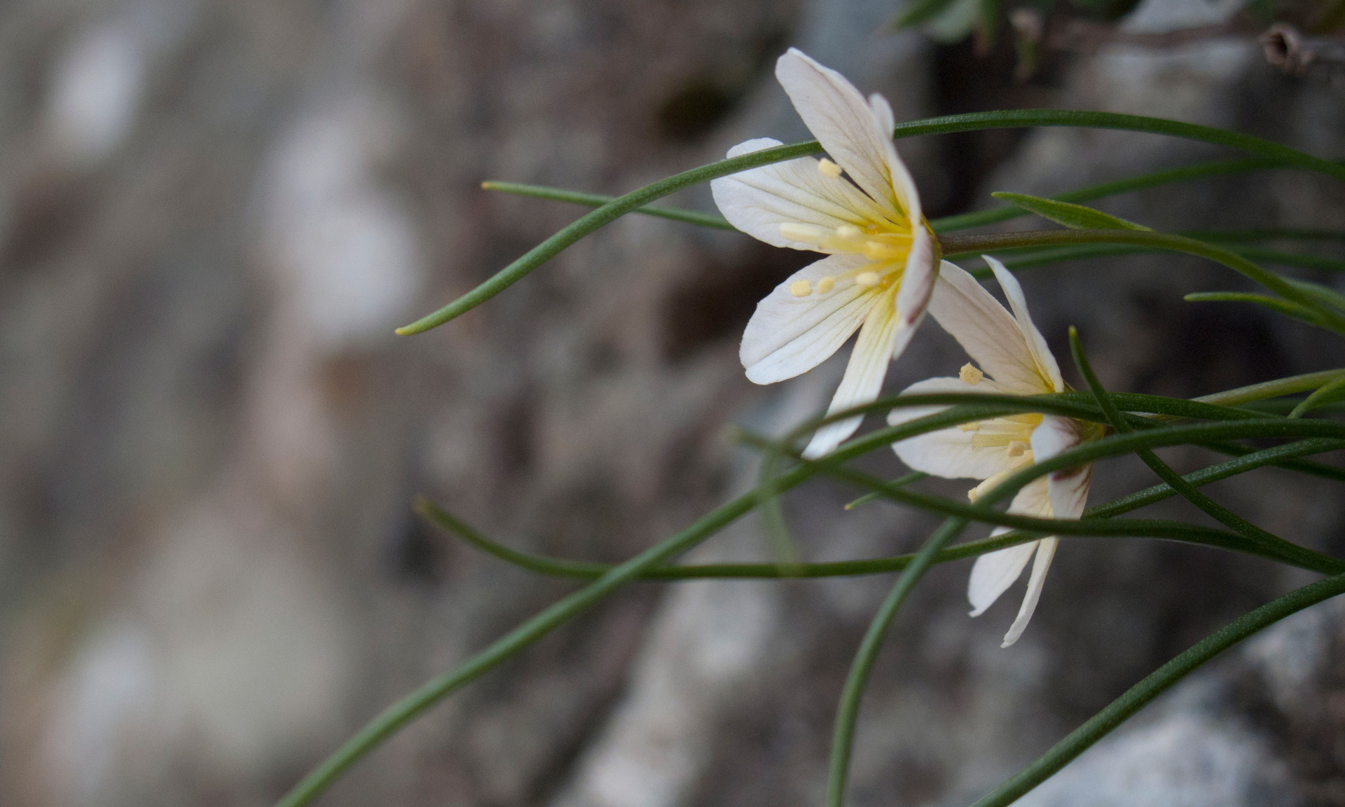 A close-up of two Snowdon Lily flowers surrounded by green stems