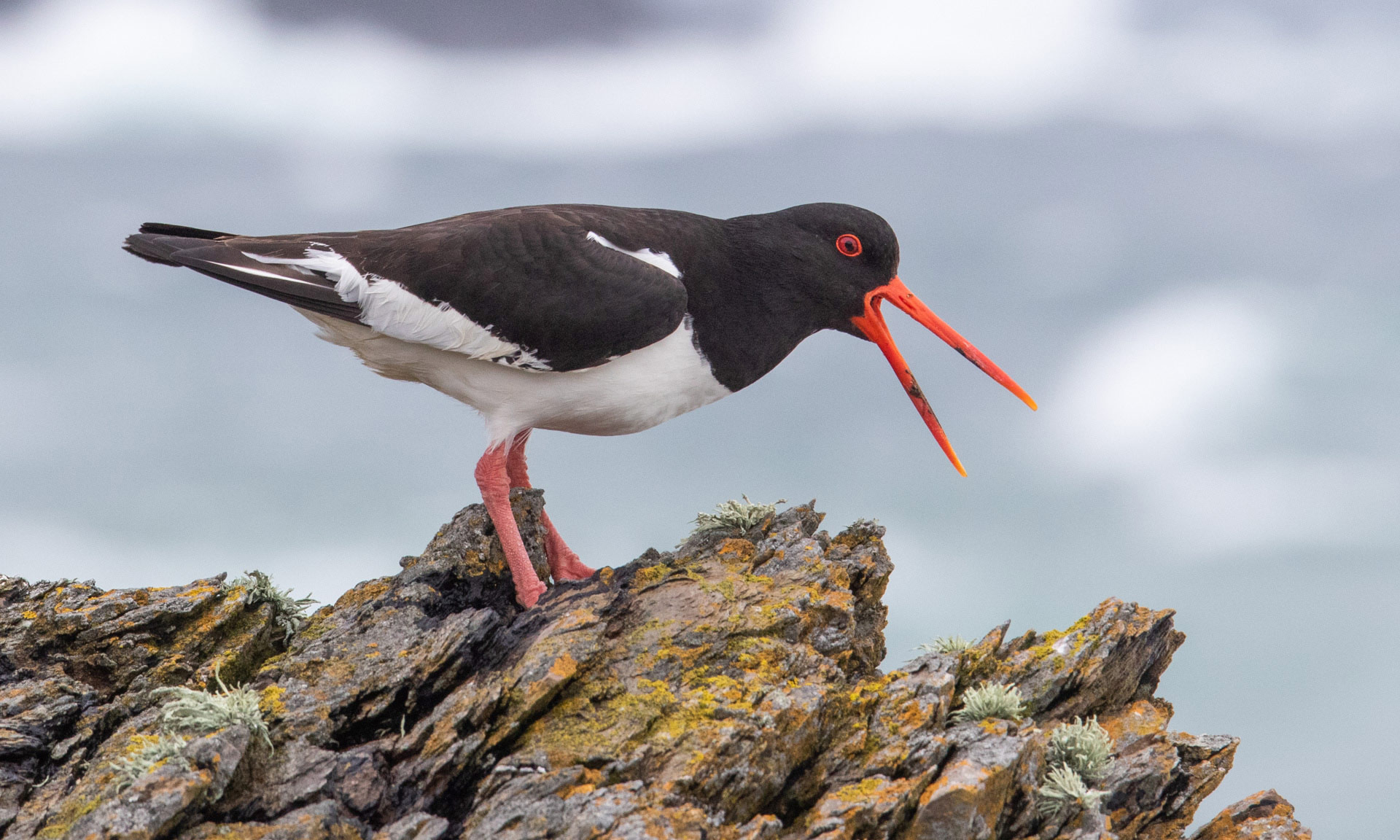 An oystercatcher pertches on a craggy rock