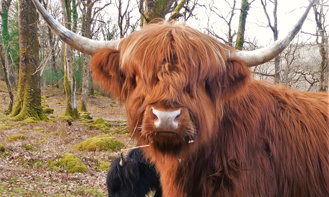 One of the highland cows in a light brown colour with horns looking towards the camera