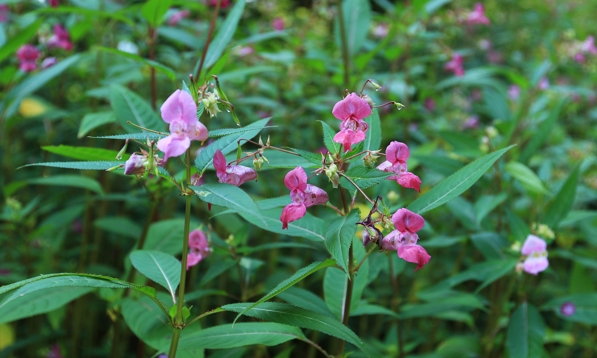 Himalayan balsam