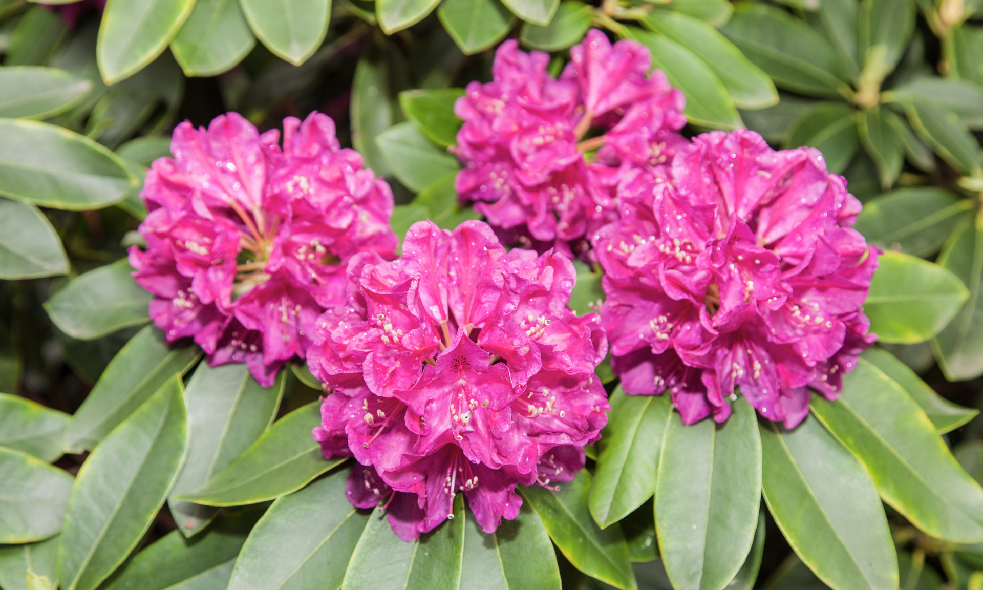 Rhododendron Ponticum