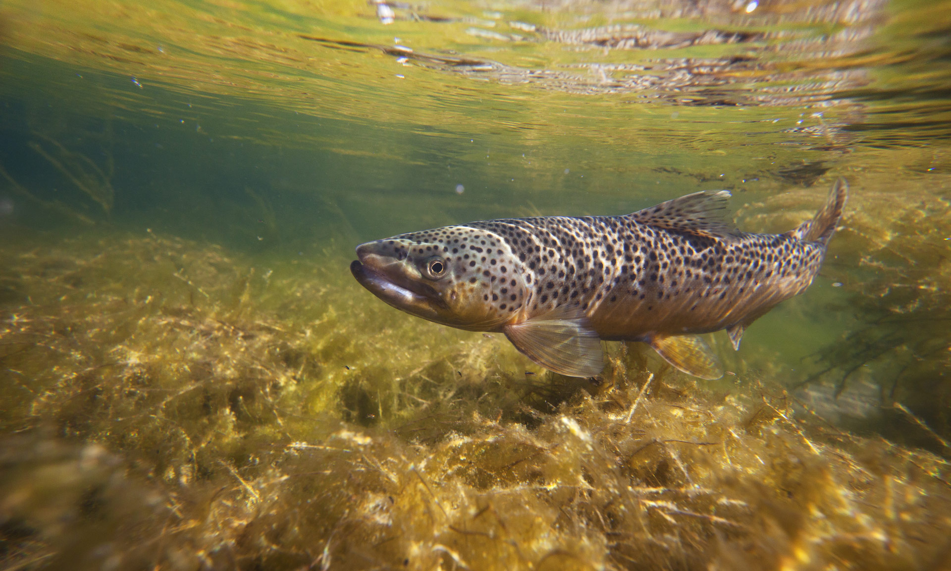 Fish in a river