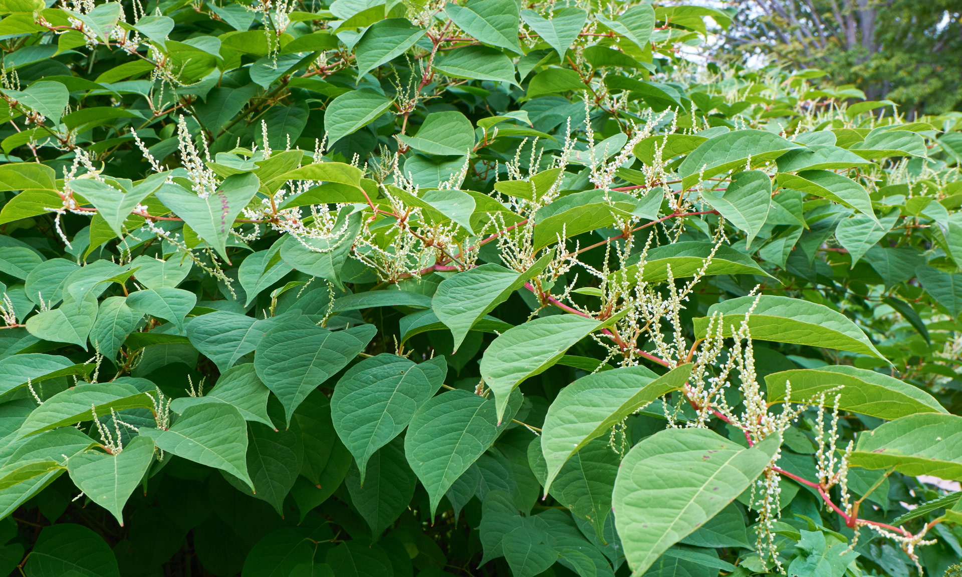 Japanese knotweed