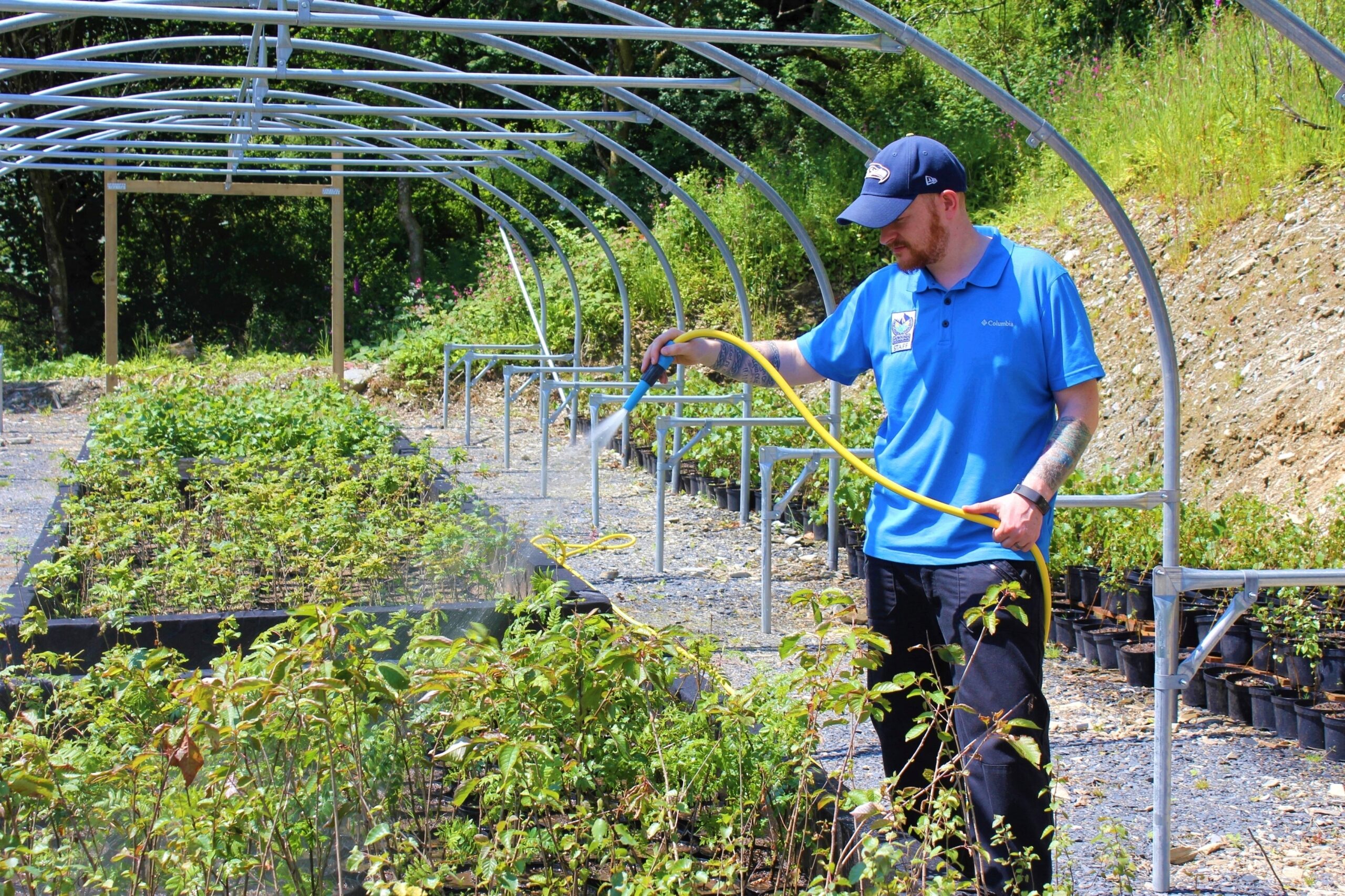 Warden waters young tree sapling at Plas Tan y Bwlch tree nursery