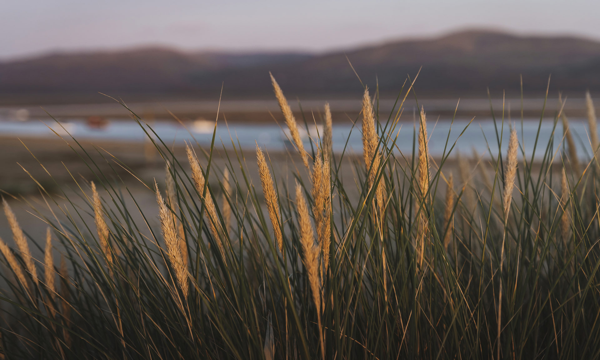 Marram Grass at Aberdyfi