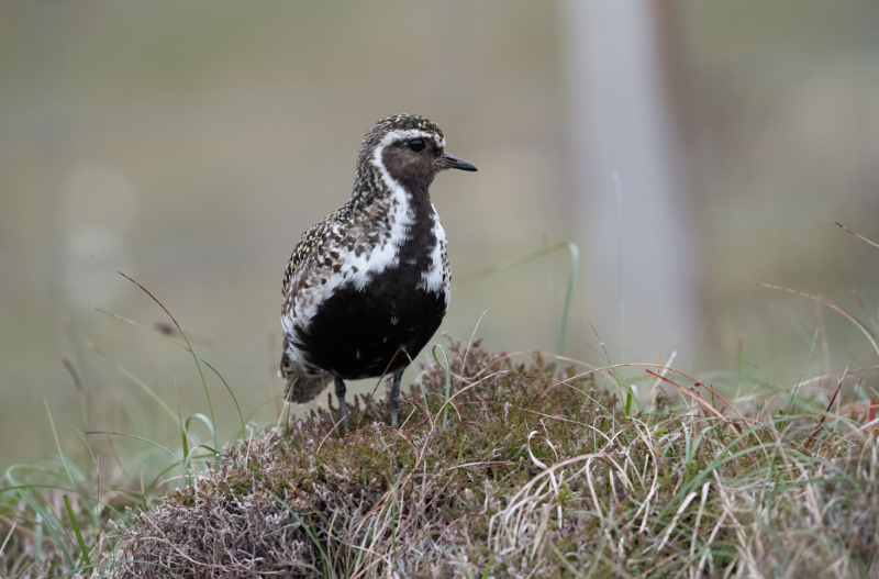 Golden Plover