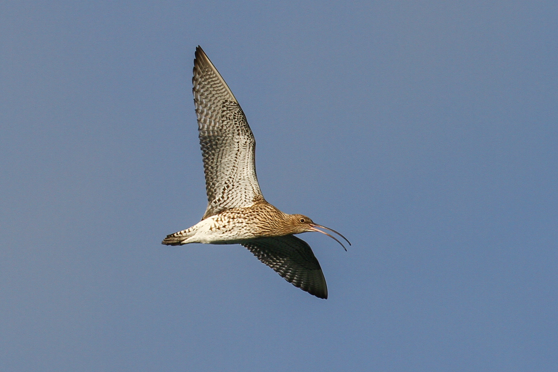 Curlew flies in the sky with its wings stretched wide