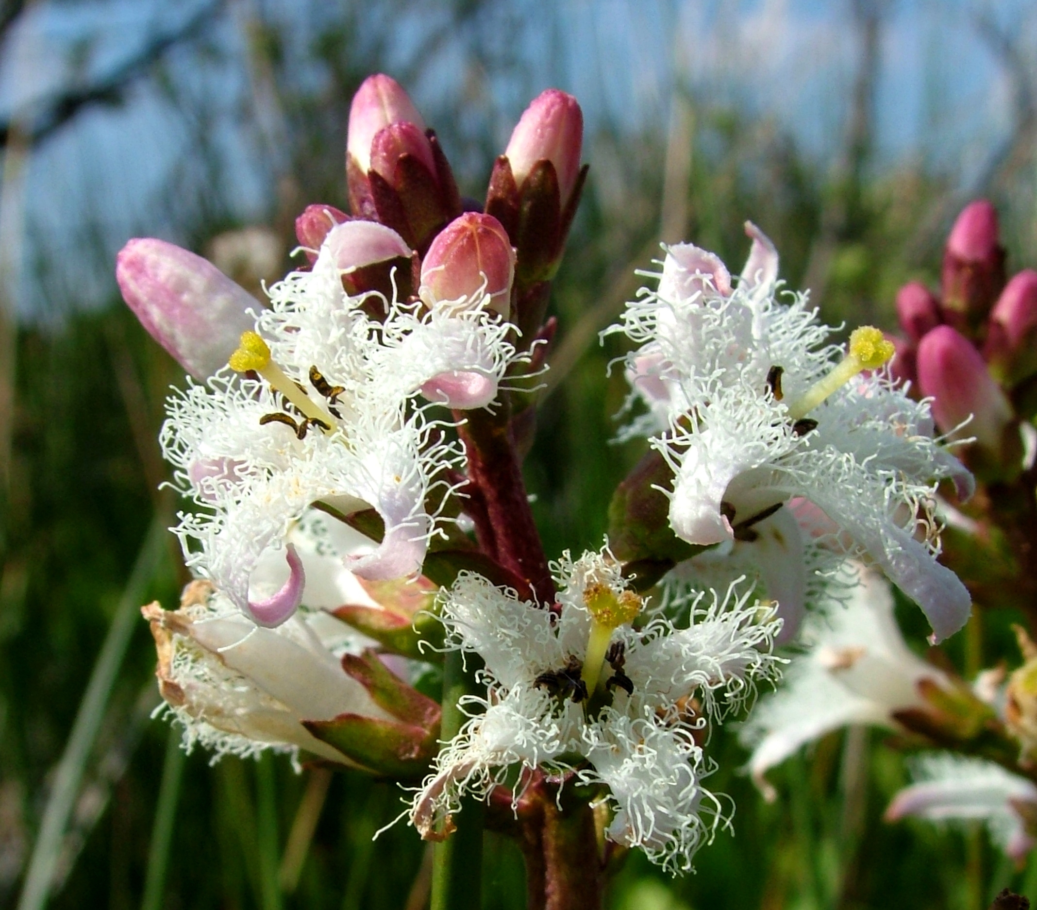 Bogbean