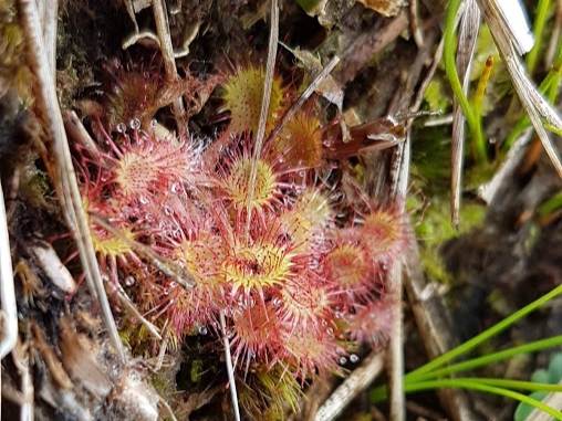 Sundew