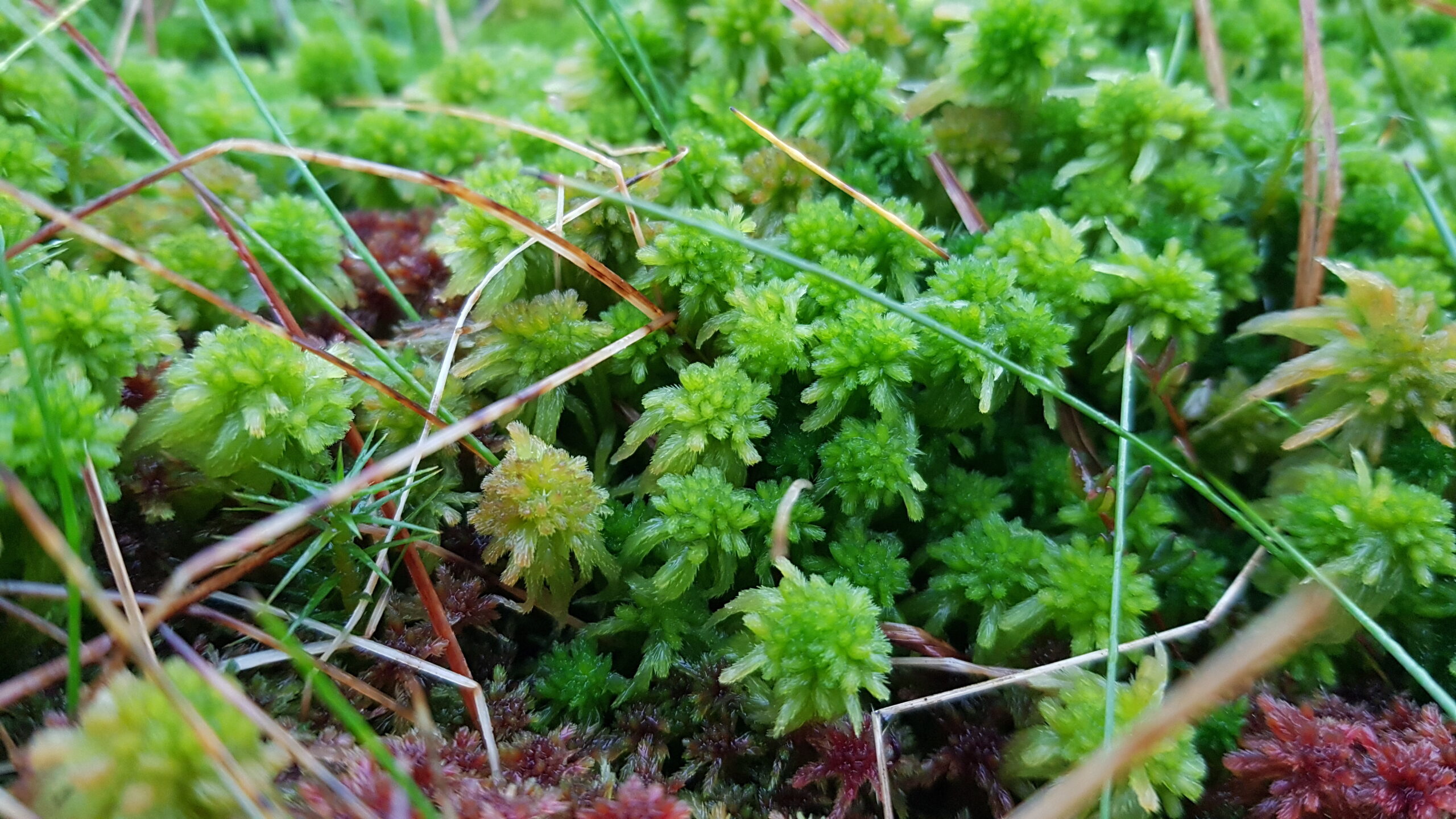 Sphagnum moss