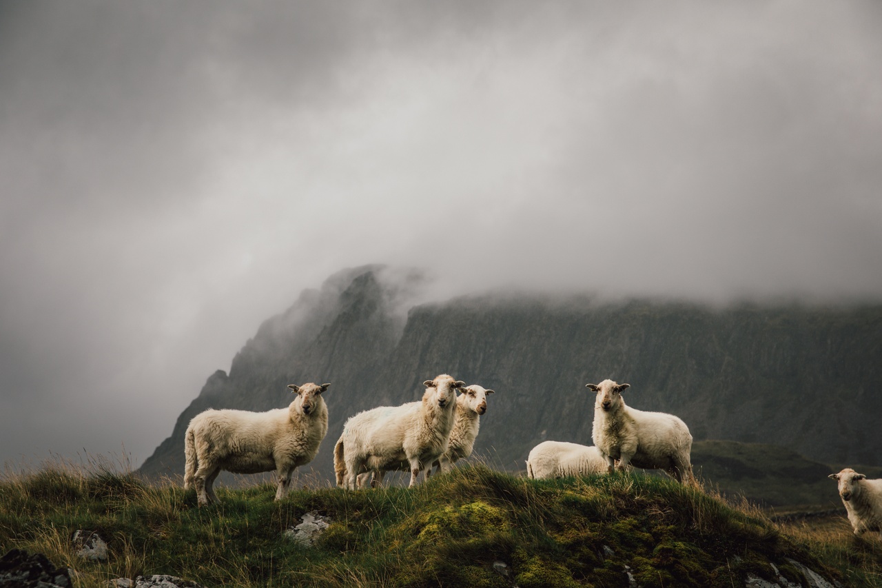 Sheep graze on Cader Idris