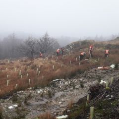 5,000 trees to mark the Snowdonia National Park’s 70th Anniversary!