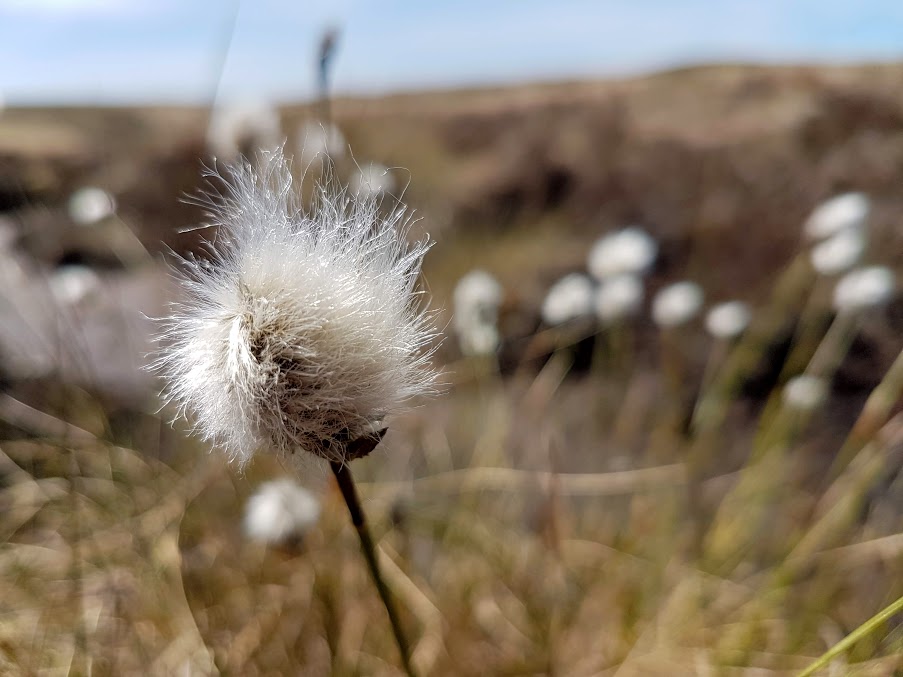 Cottongrass