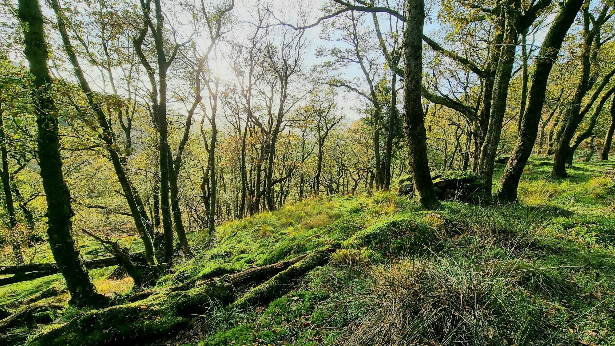 Plas Tan y Bwlch Tree Nursery