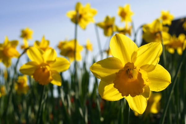 SNPA mark the importance of St David’s Day