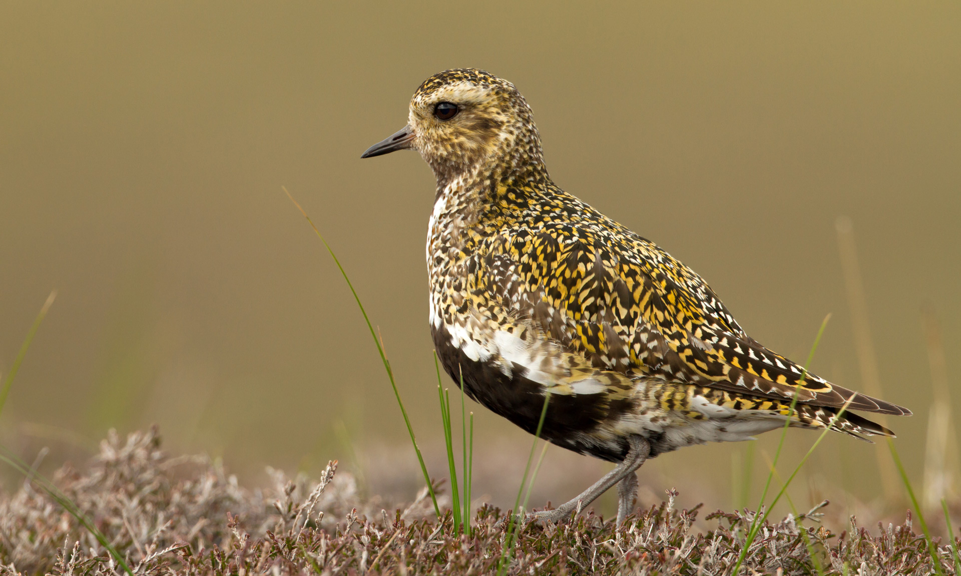 An adult Golden Plover