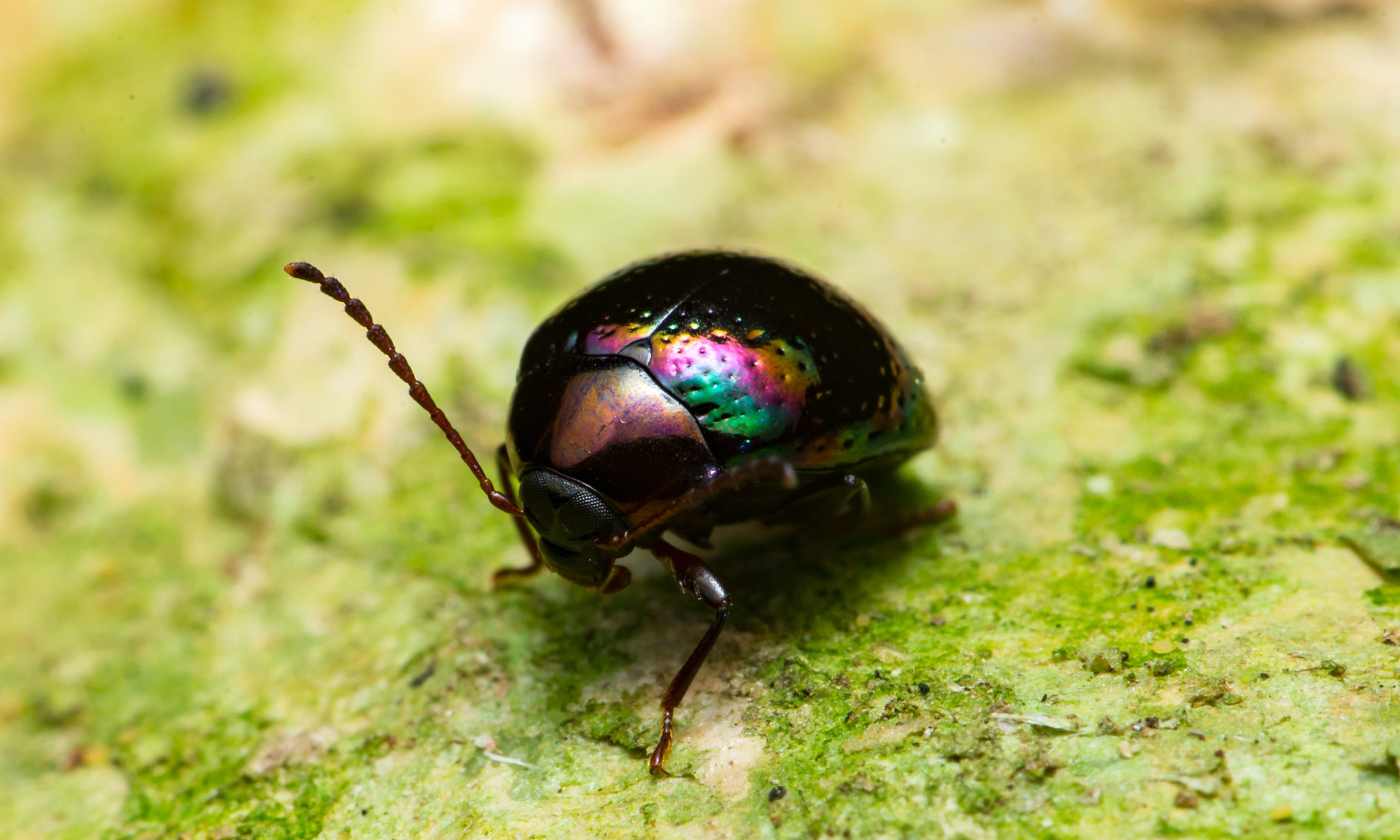 The beautiful rainbow leaf beetle