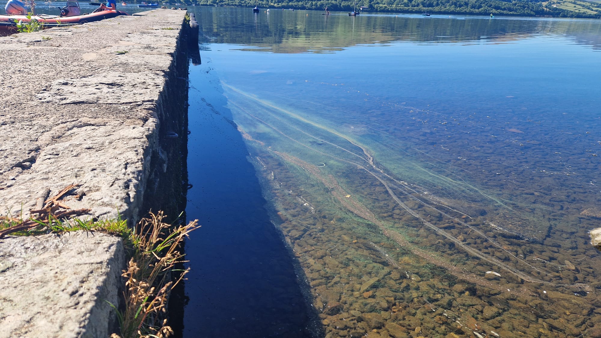 Blue-green algal bloom is toxic to humans and animals.