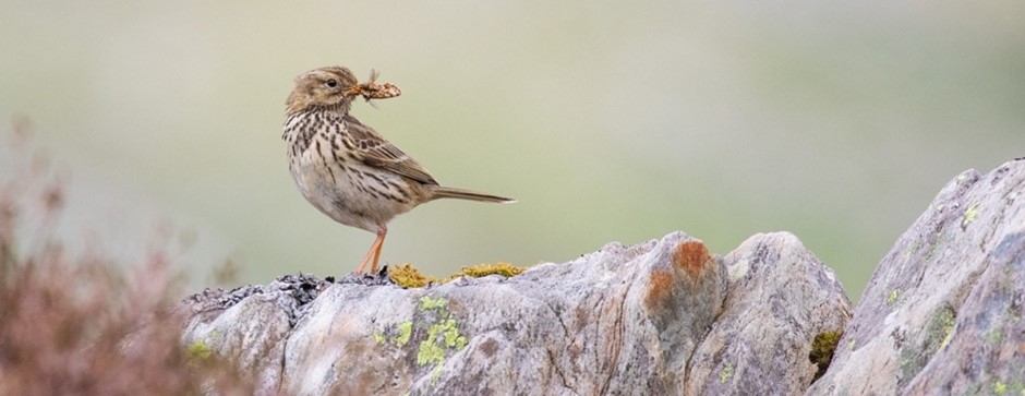 Report sheds light on how wildlife is impacted by visitor numbers in North West Wales