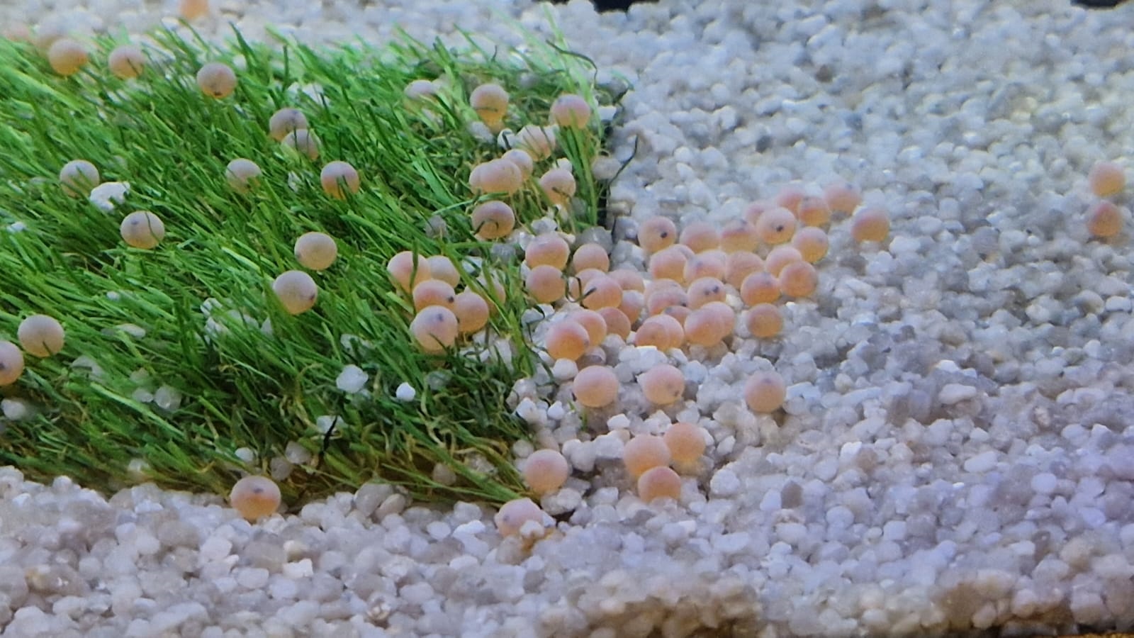 Pupils at Ysgol Godre’r Berwyn to host a trout classroom hatchery as part of the LIFE Dee River project