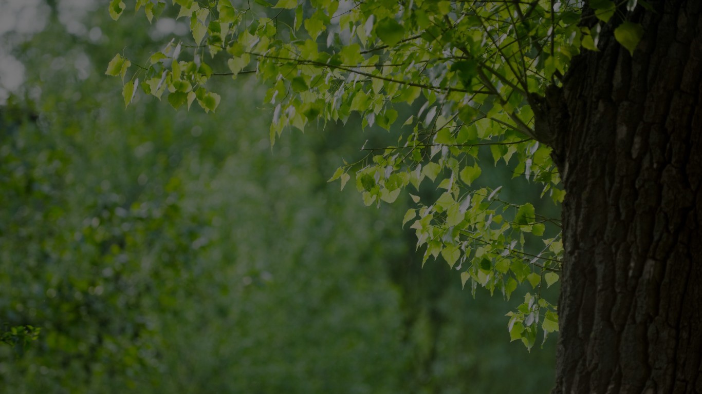 Eryri’s National Park Authority campaigns to re-populate native black poplar trees in Eryri