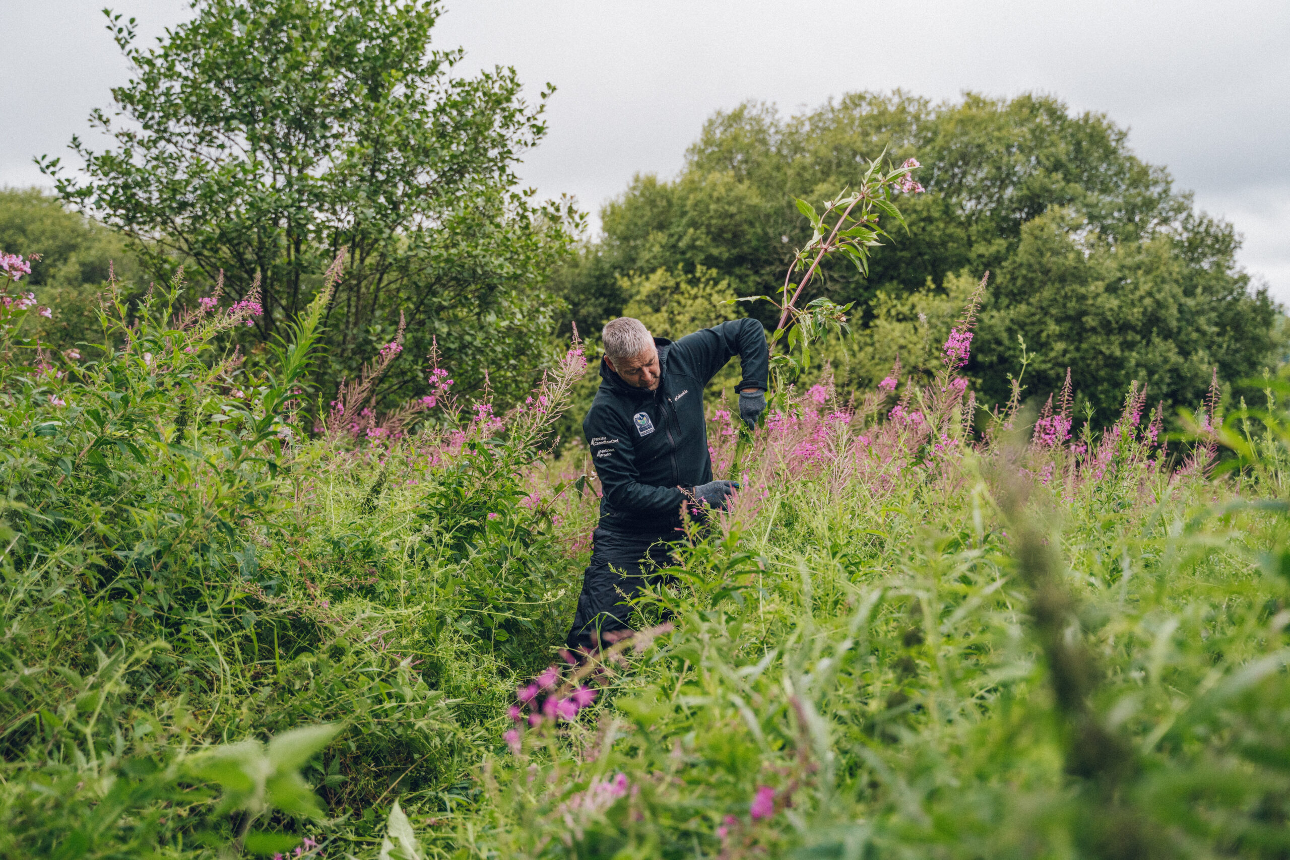 Warden clearing Himalayan Balsam