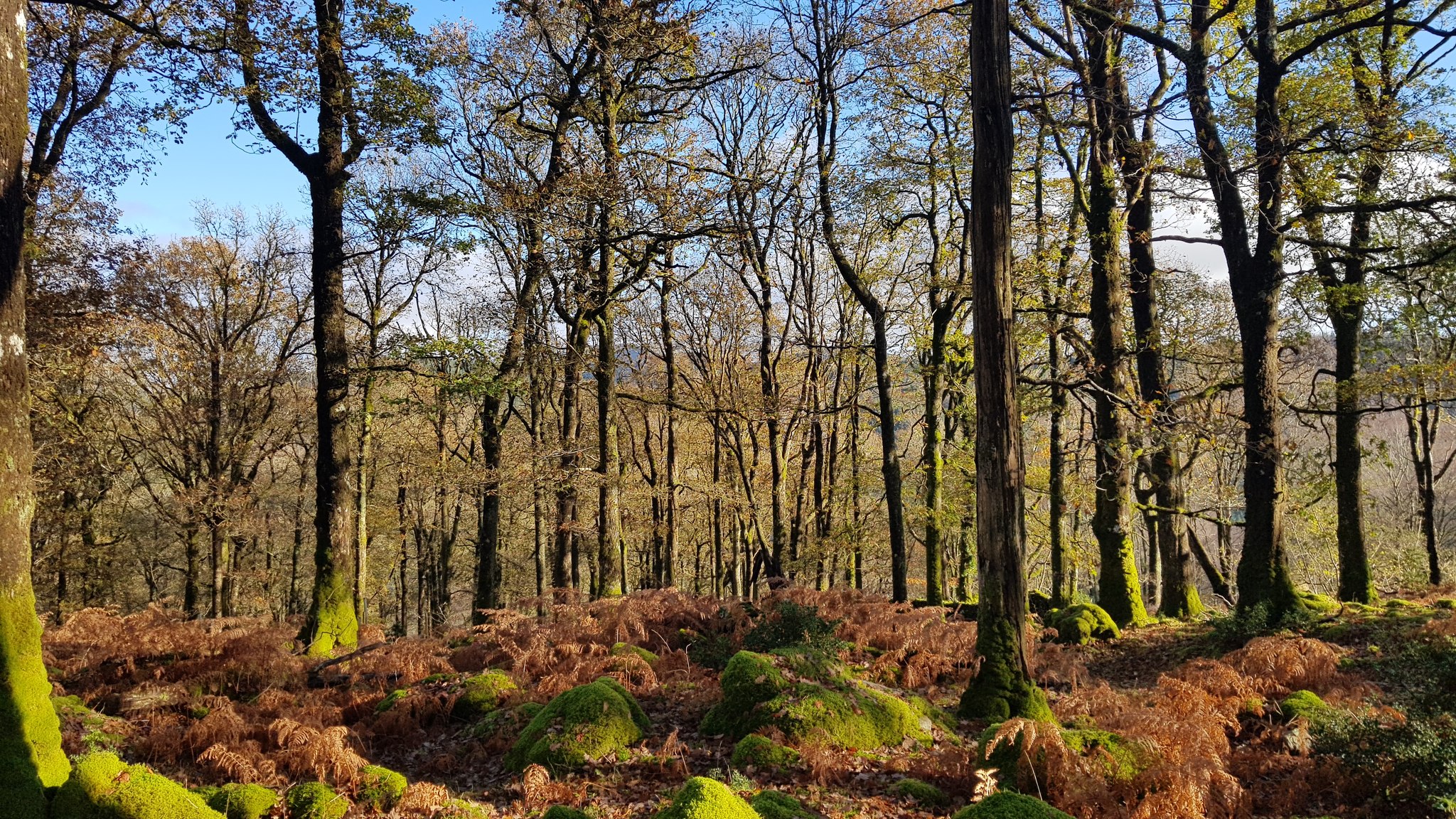 Celtic Rainforest