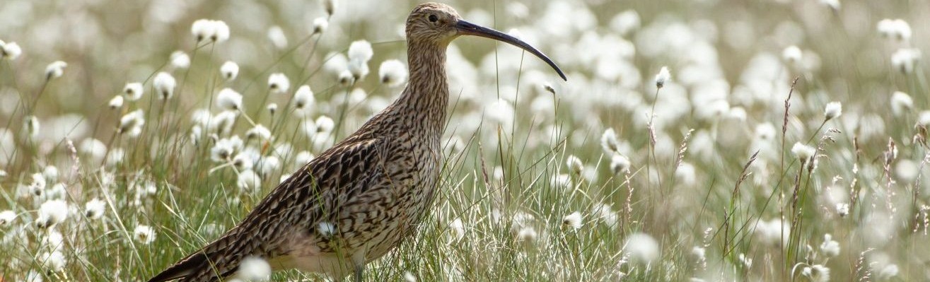 Curlew in cotton grass (close up) 3