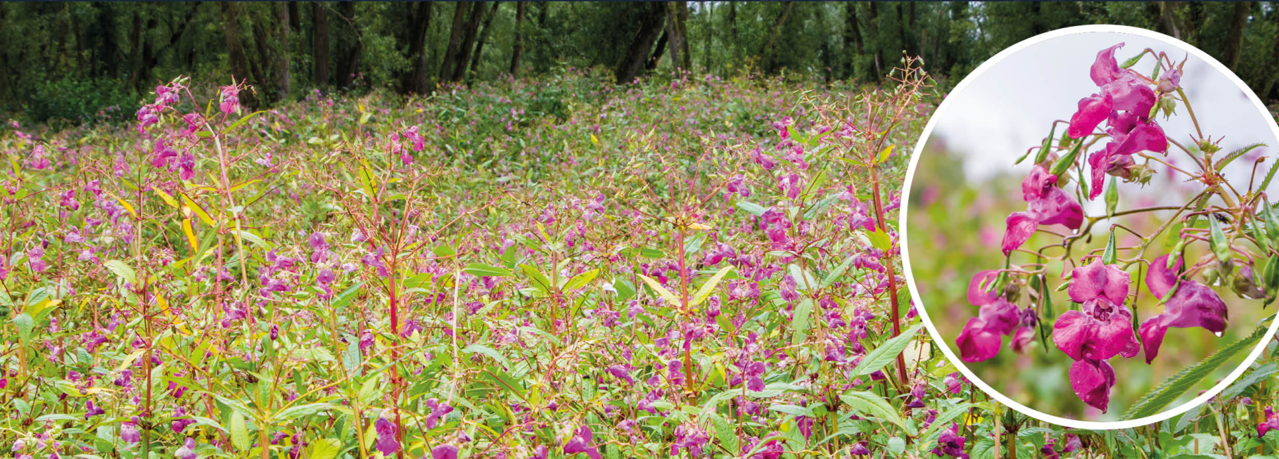 Himalayan Balsam image 