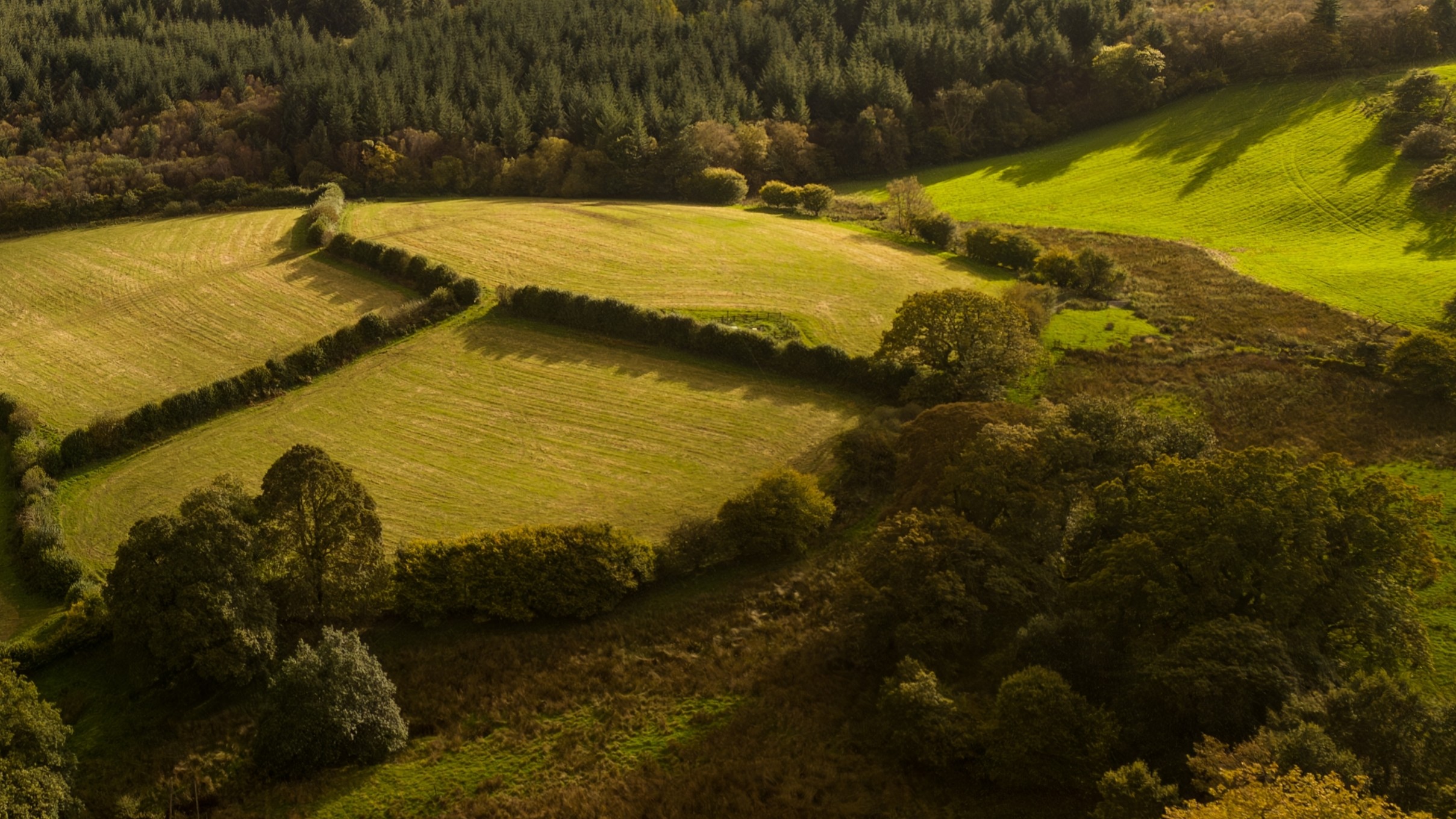 Trees and pastures