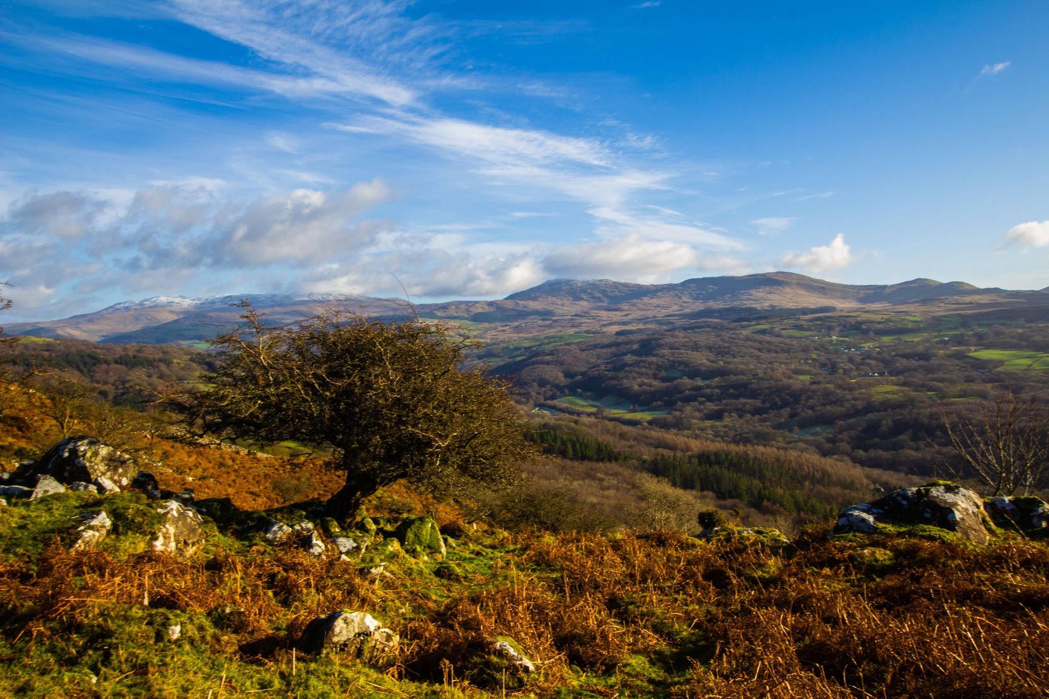 Lone tree Dolgellau