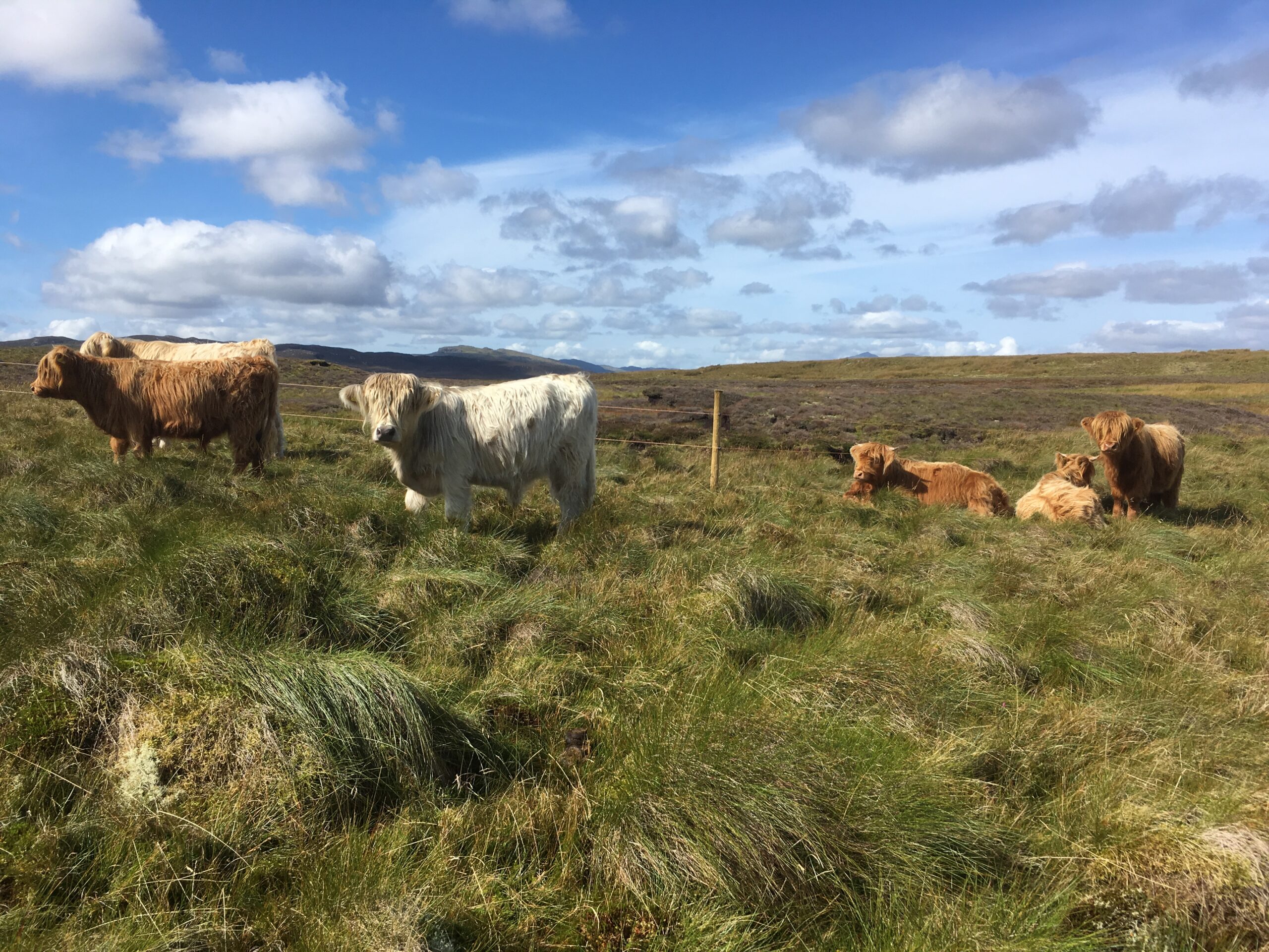 Highland Cattle on the Migneint