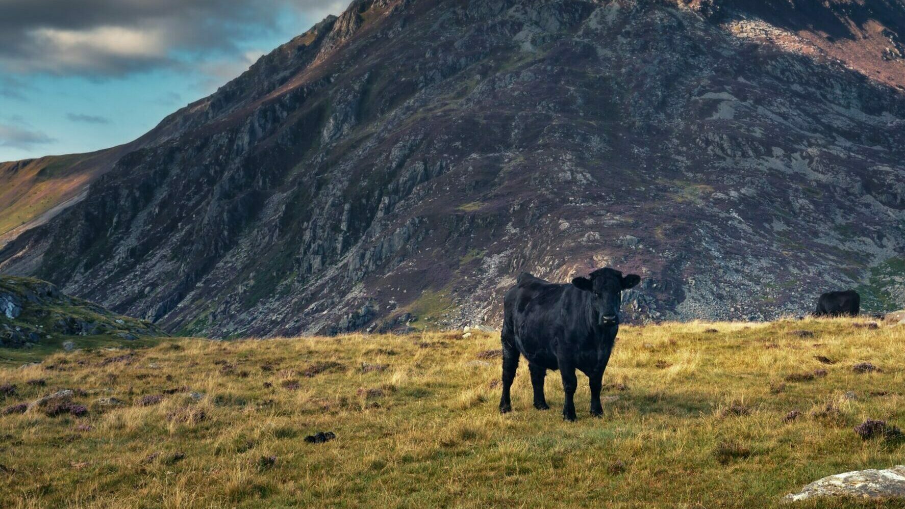 Gwartheg yn pori yng Nghwm Idwal Cattle grazing
